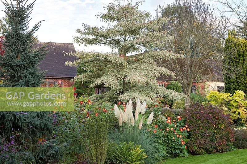 Cornus controversa 'Variegata' - the wedding cake tree - a slow growing specimen tree with variegated foliage. In border with Dahlias, grasses and Verbena bonariensis.