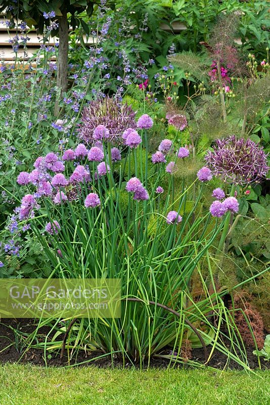 Allium schoenoprasum - pink chives - kept from flopping by plant support. Grown alongside 
in a bed Allium cristophii, Nepeta - catmint and fennel foliage
