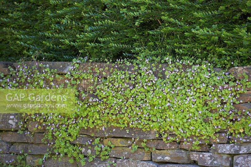 Cymbalaria muralis - Ivy-leaved Toadflax on dry-stone wall
