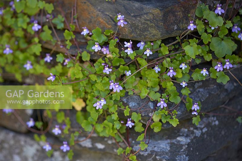 Cymbalaria muralis - Ivy-leaved Toadflax on dry-stone wall.
