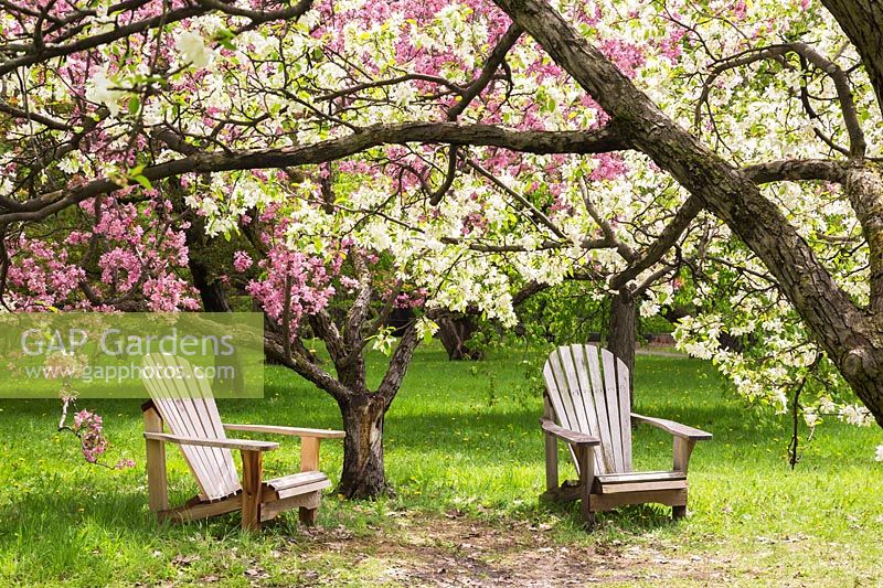 Pair of Adirondack chairs beneath Malus baccata - Siberian crabapple trees
 with blossom