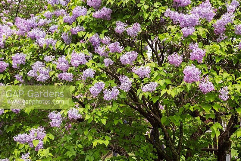Syringa x hyacinthiflora  'Laurentian' - lilac with blossoms 
