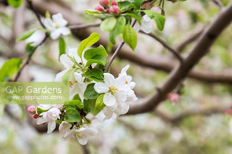 Malus 'Richelieu' - apple tree blossom