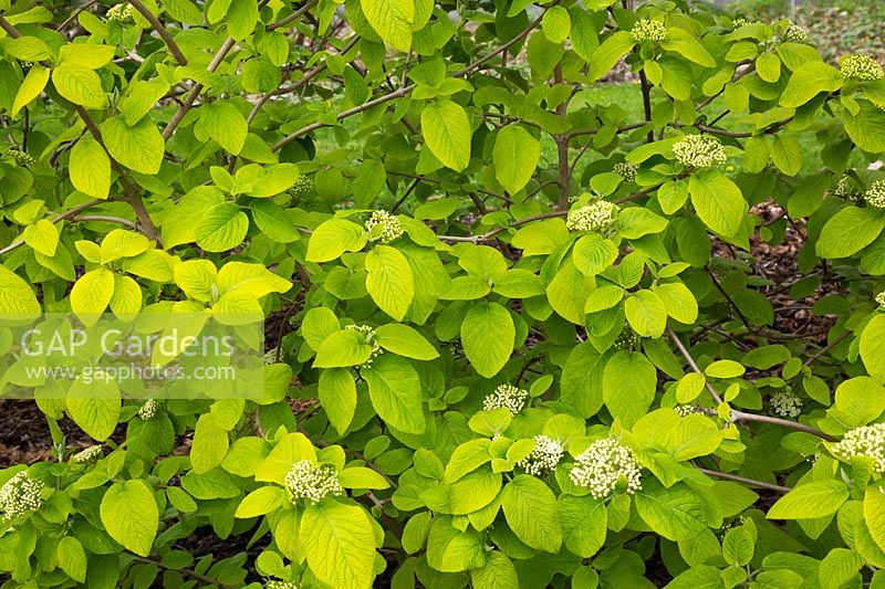 Viburnum lantana 'Aureum' - Wayfaring tree