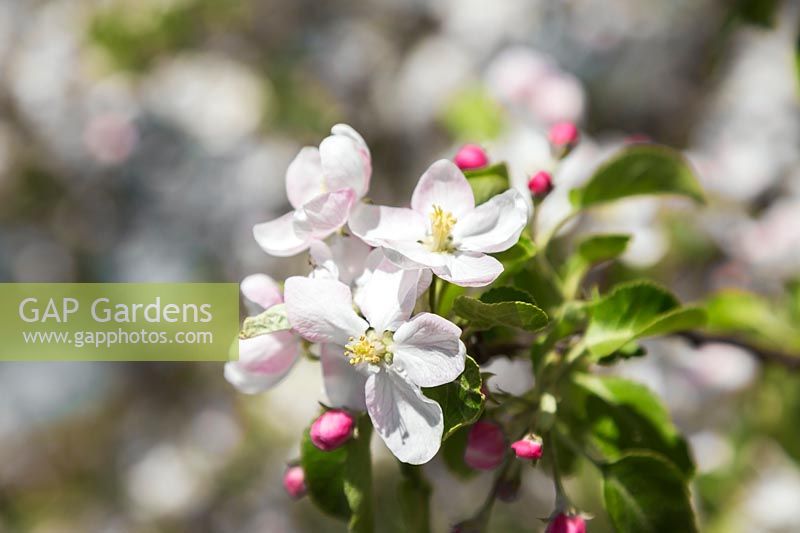Malus 'Richelieu'- Apple tree blossoms