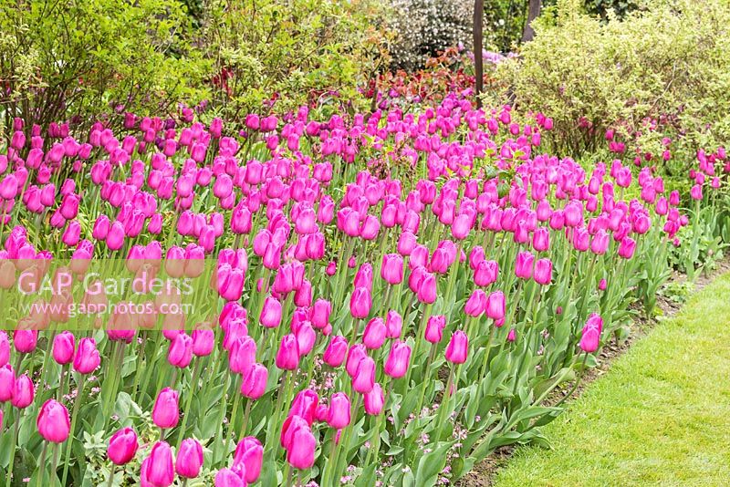 Mass planting of Tulipa 'Barcelona' at Pashley Manor Gardens, East Sussex, UK. 