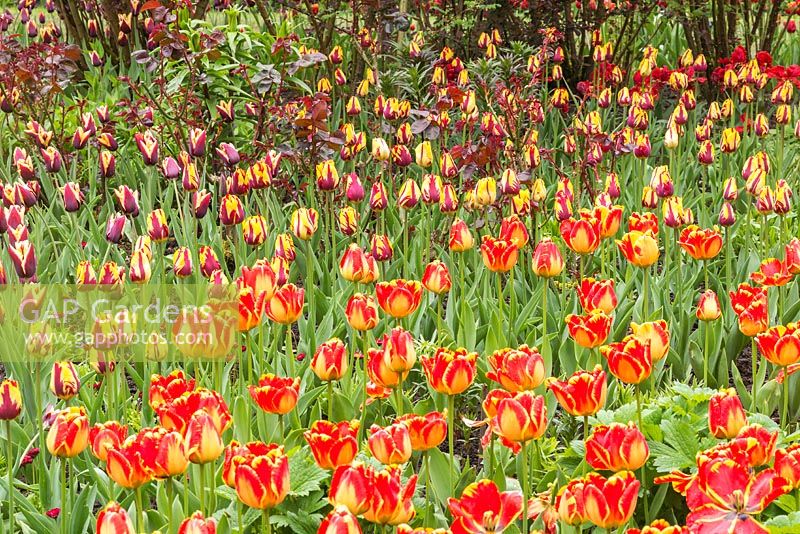 Tulipa 'Banja Luka' and 'Helmar' at Pashley Manor Gardens, East Sussex, UK. 