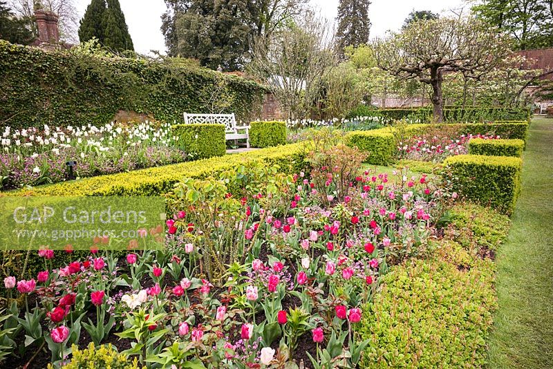 Tulip borders and topiary at Pashley Manor Gardens, East Sussex, UK. 