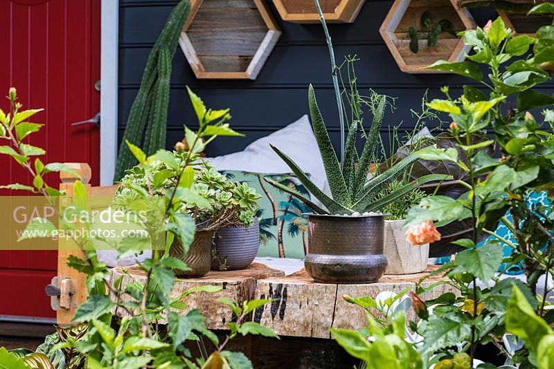 Outdoor wooden table displaying selection of potted succulents. 
