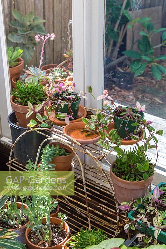 Conservatory windowsill full of frost tender potted plants.