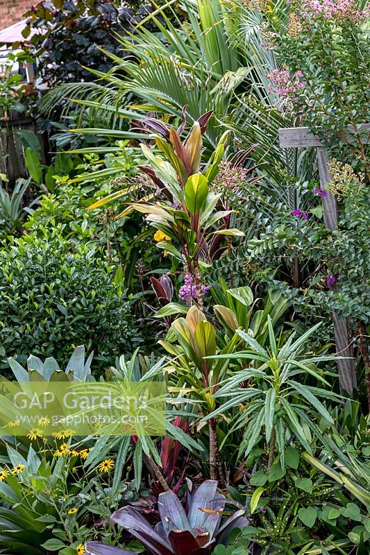 Detail of a lush tropical garden featuring a Cordyline fruticosa. 