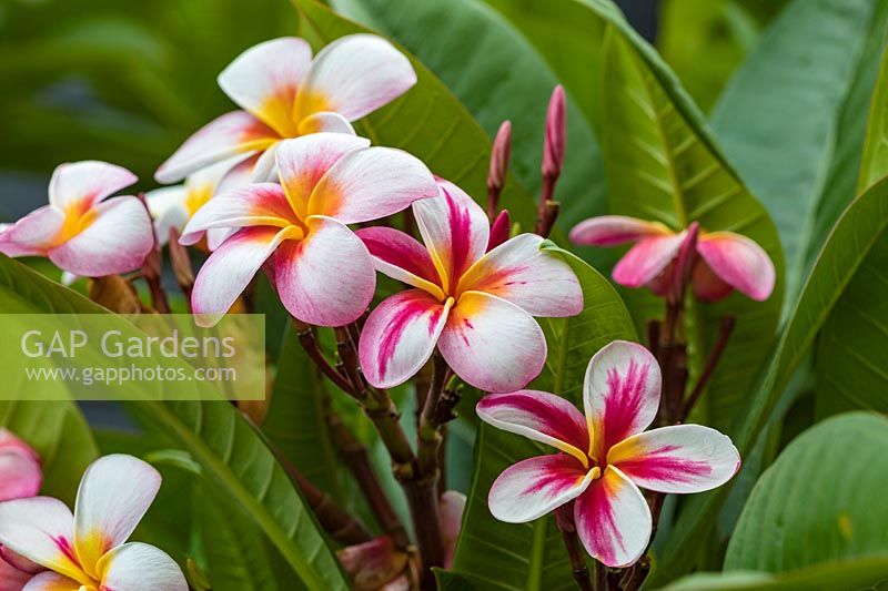 Plumeria rubra - Frangipani. 