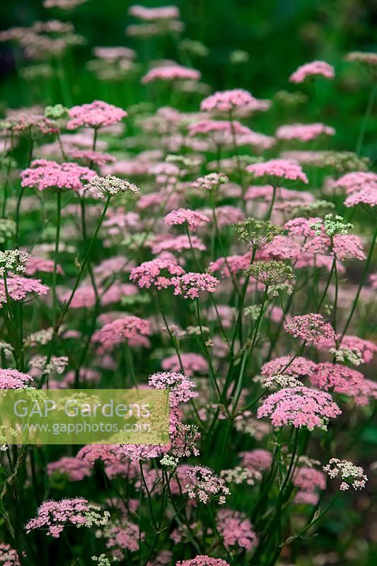 Pimpinella major 'Rosea' - pink greater burnet saxifrage