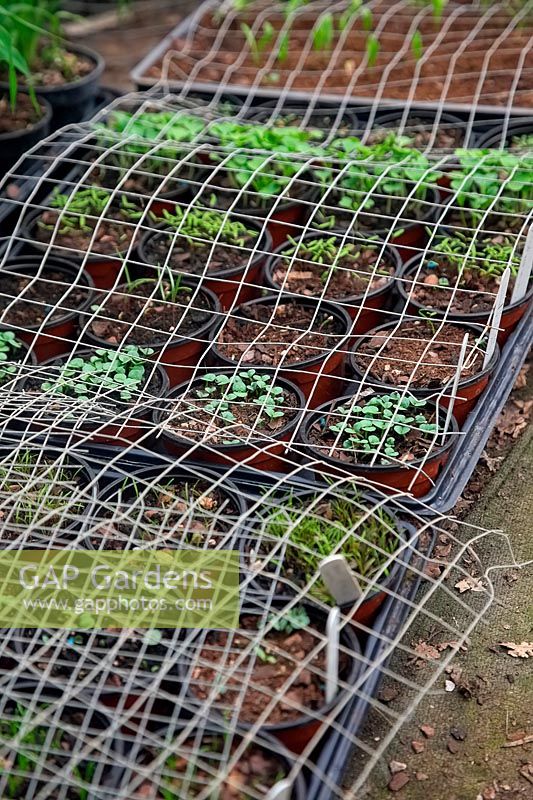 Protecting germinating seedlings from bird damage using wire mesh. 