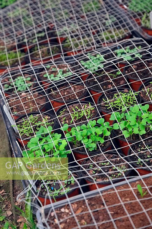 Protecting germinating seedlings from bird damage using wire mesh.