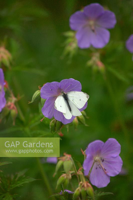 Pieris brassicae butterfly on Geranium pratensis flower. 