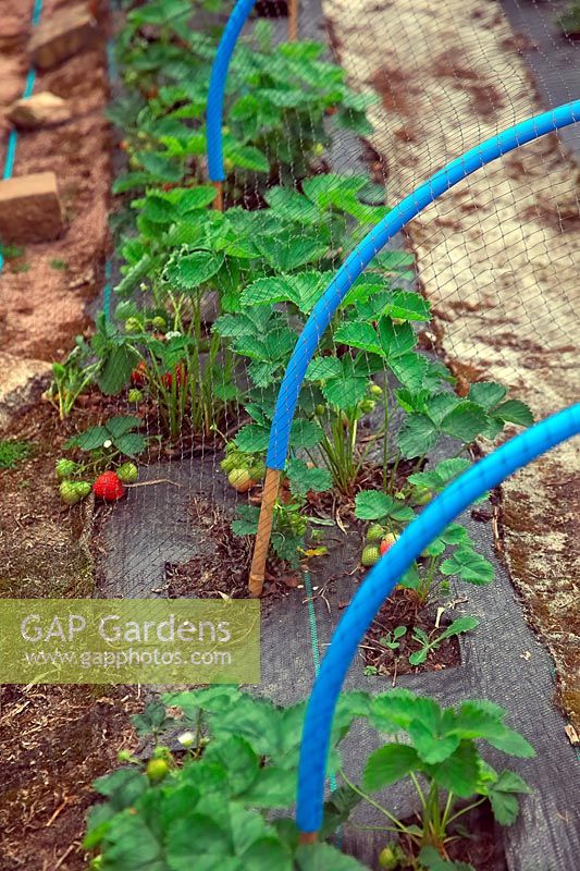 Old carpet and mypex as mulch with net protecting Fragaria x ananassa - Strawberry.
