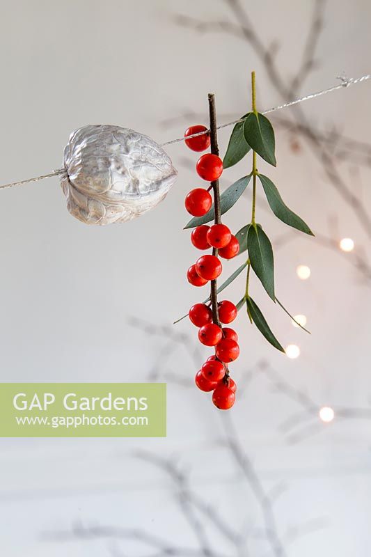 Painted walnuts strung on thread with Ilex berries and Eucalyptus. 