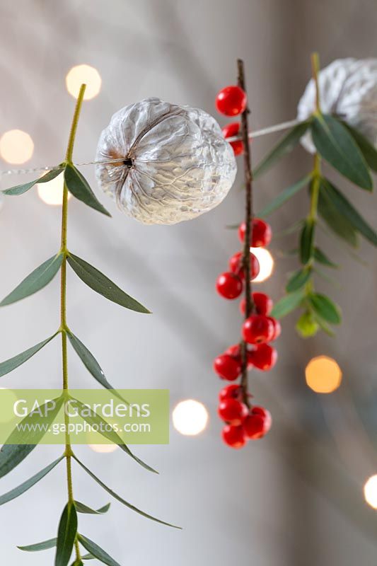 Close up of painted walnuts strung on thread with Ilex berries and Eucalyptus. 