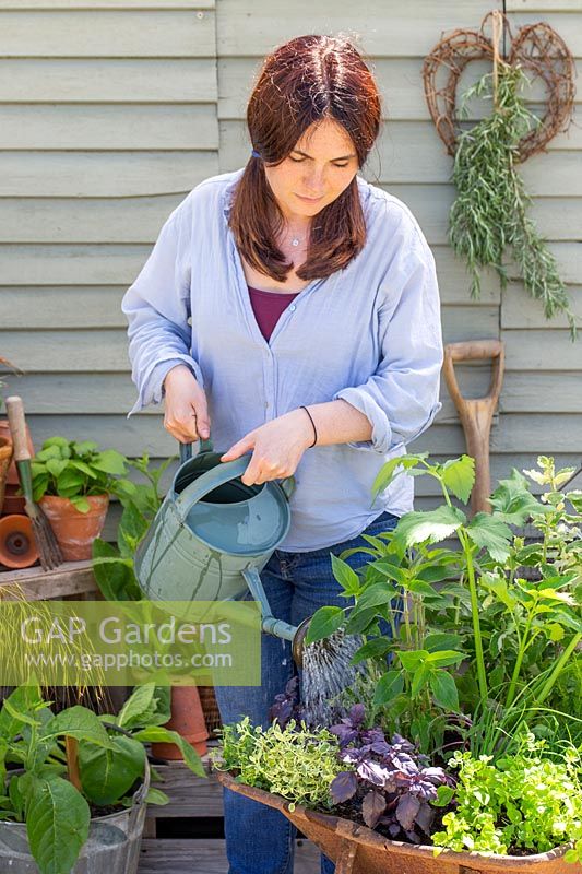 Woman watering wheelbarrow herb planter with metal watering can. 