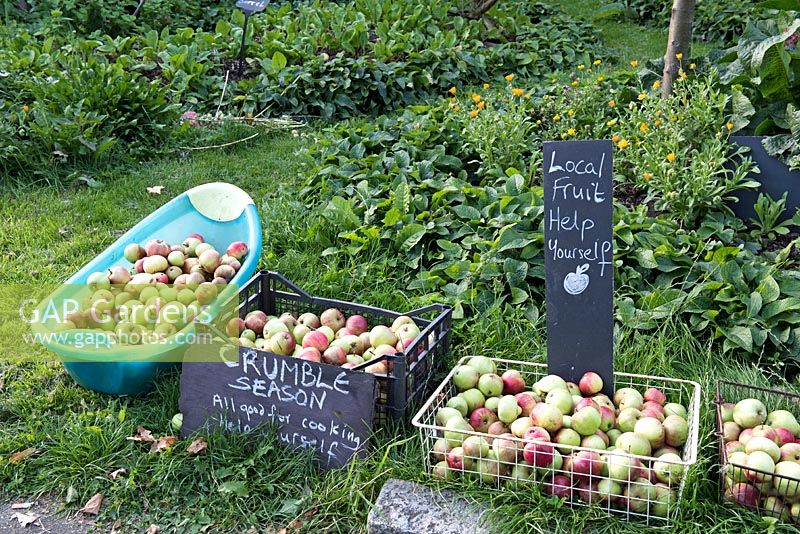 Free local apples, Priory Common Orchard, London Borough of Haringey, UK.