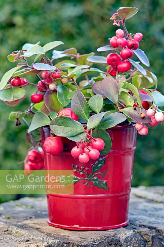 Gaultheria procumbens in red enamel Christmas pot. 