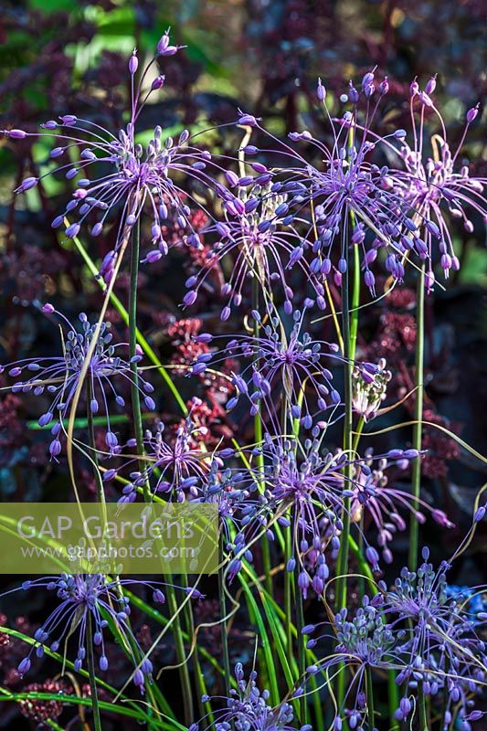 Allium carinatum subsp. pulchellum - keeled garlic