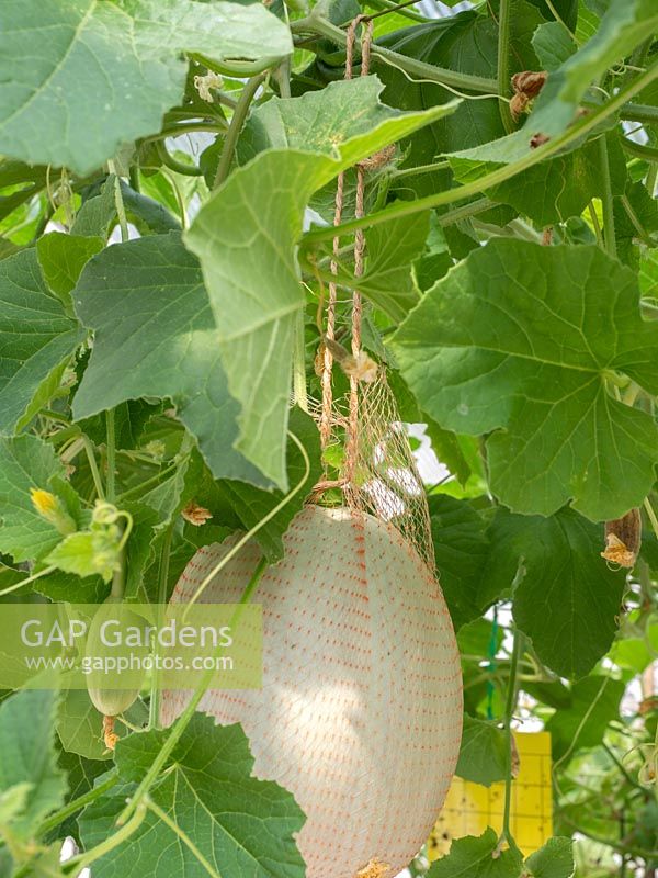 Hanging gourdes in net to increase size without breakage to plant. 
