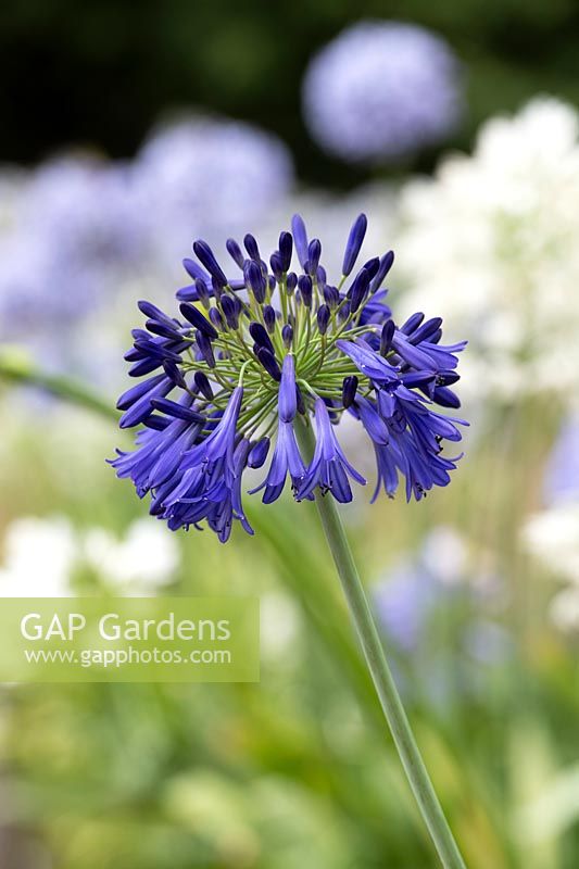 Agapanthus 'Hanneke' - African lily