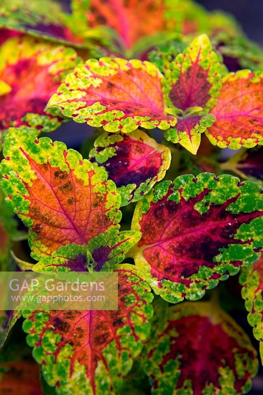 Solenostemon 'Winsome' - Coleus