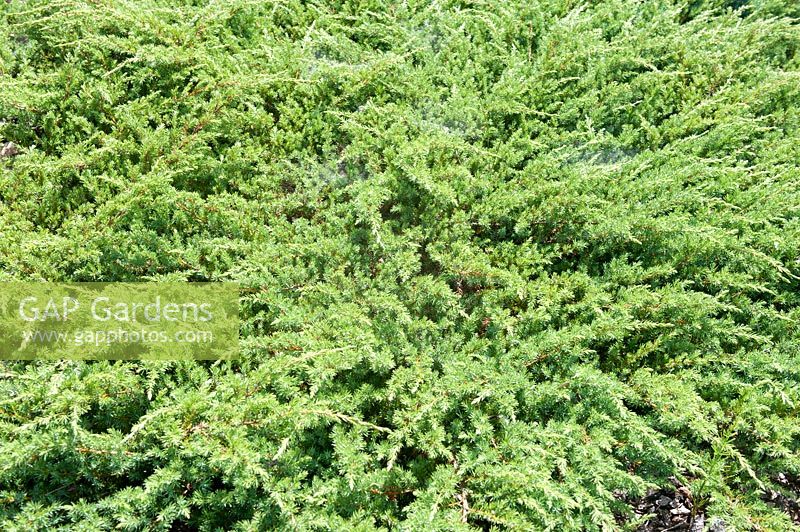 Juniperus conferta 'Schlager'