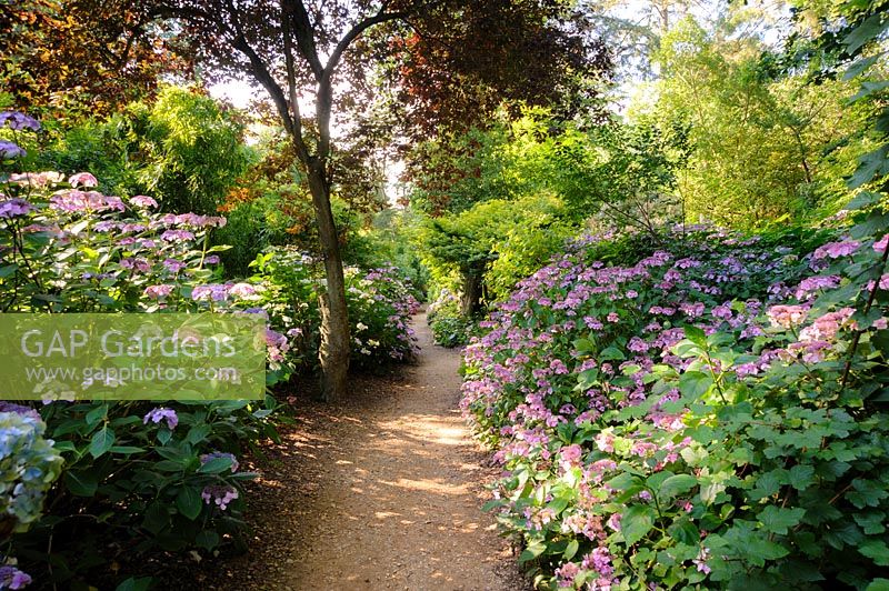 The Hydrangea Walk. Abbotsbury Subtropical Garden, Dorset, UK. 