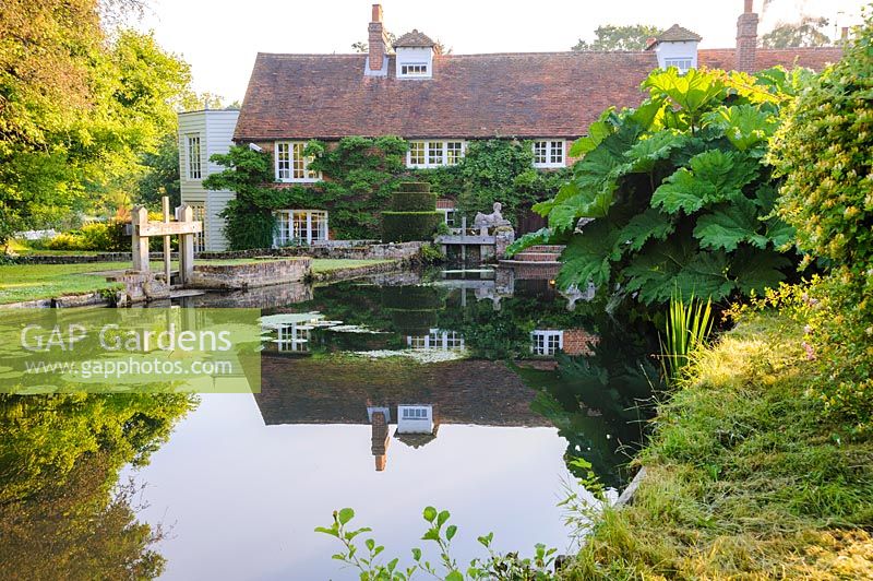 The mill pond is framed by massive weeping willows and large clumps of Gunnera manicata. Dipley Mill, Hartley Wintney, Hants, UK