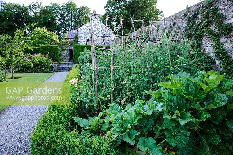 Walled vegetable garden with box hedging. Plas Cadnant Hidden Gardens, Menai Bridge, Anglesey, UK