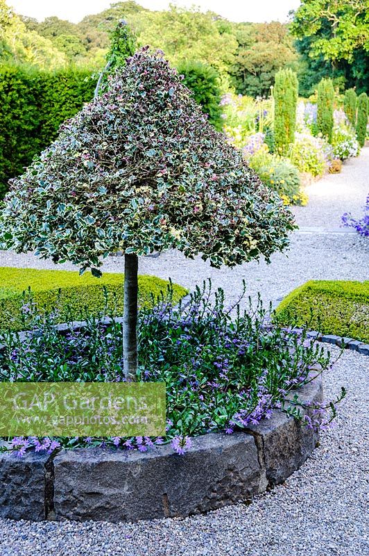 Potager garden with clipped variegated holly Ilex aquifolium 'Silver Queen'. Plas Cadnant Hidden Gardens, Menai Bridge, Anglesey, UK