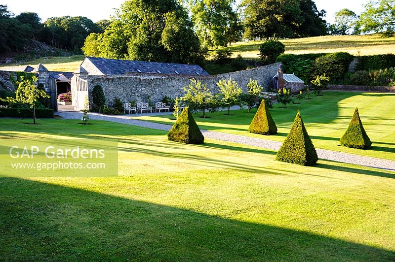 Clipped yew pyramids with woodland gardens beyond. Plas Cadnant Hidden Gardens, Menai Bridge, Anglesey, UK