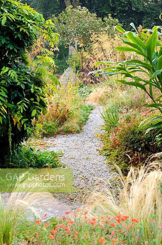 Pathway with Stipa tenuissima, Zauschneria californica, Stipa gigantea and hedychiums, Pinsla, Cornwall, UK 