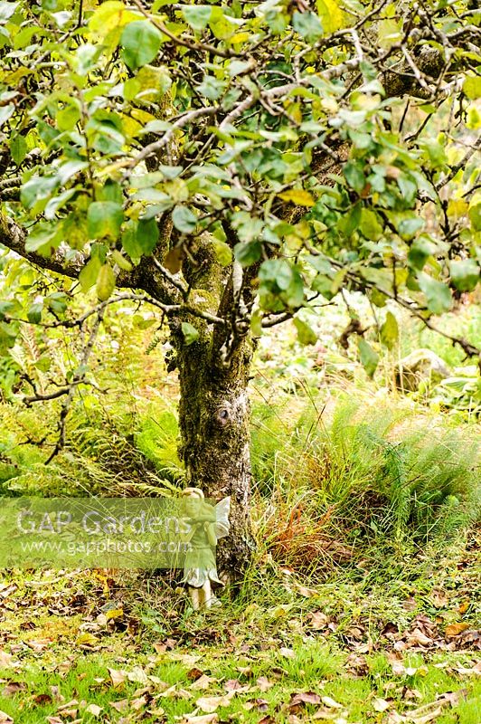 Fairy statuette at the base of an old apple tree.