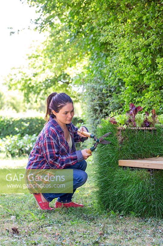 Woman using garden shears to trim grass on living gabion bench