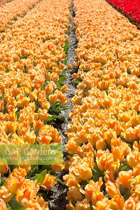 Fields of Tulipa. De Tulperij: Dutch nursery of Daan and Anja Jansze at Voorhout, Holland.