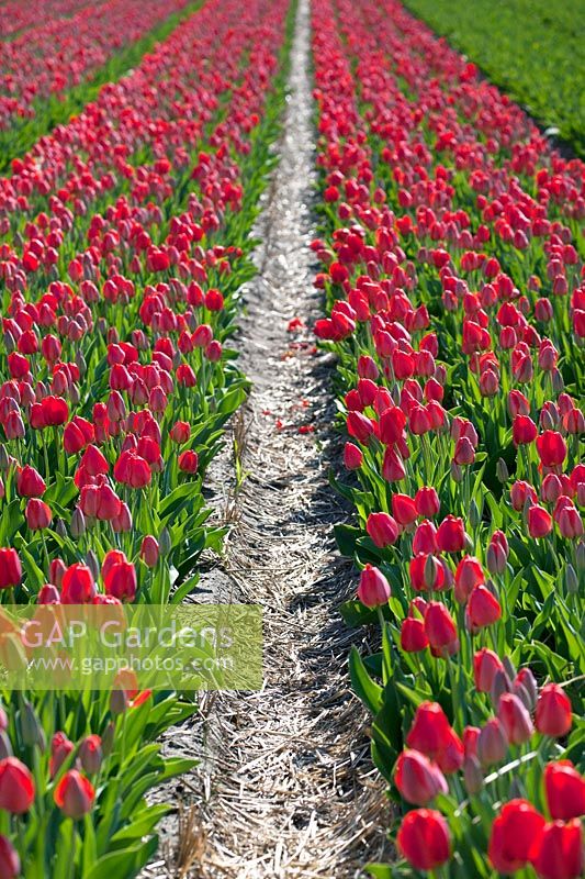  Fields of Tulipa. De Tulperij: Dutch nursery of Daan and Anja Jansze at Voorhout, Holland.
