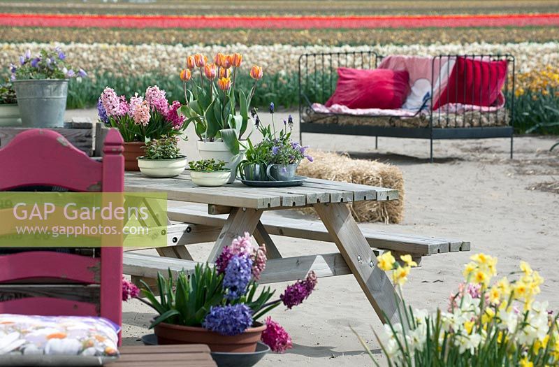 Colourful terrace decorated with many flowering spring bulbs in pots. De Tulperij: Dutch nursery of Daan and Anja Jansze at Voorhout, Holland.
