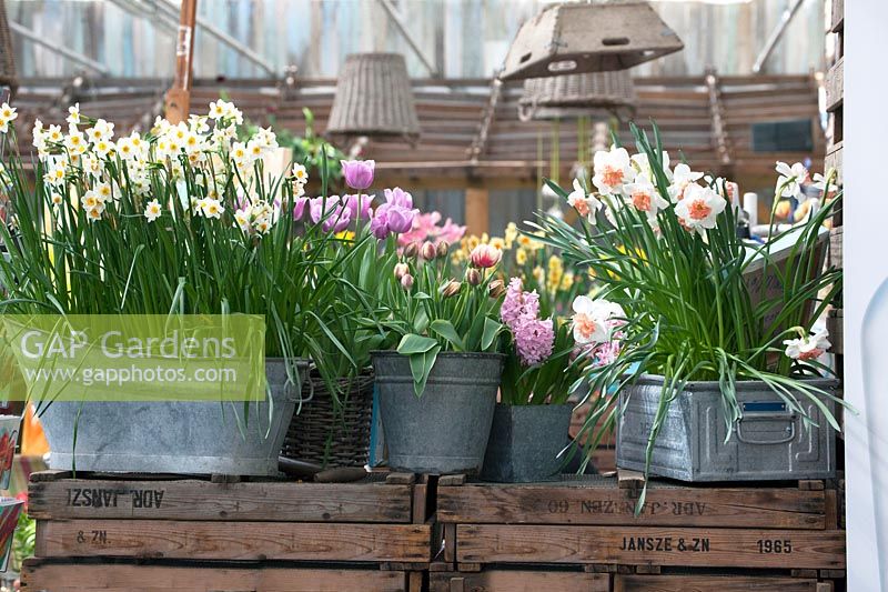 Showing the bulb flowers in the shop in the greenhouse. De Tulperij: Dutch nursery of Daan and Anja Jansze at Voorhout, Holland.