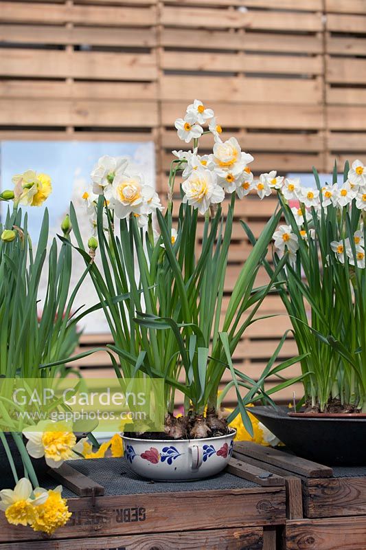Showing the bulb flowers in the shop in the greenhouse. De Tulperij: Dutch nursery of Daan and Anja Jansze at Voorhout, Holland