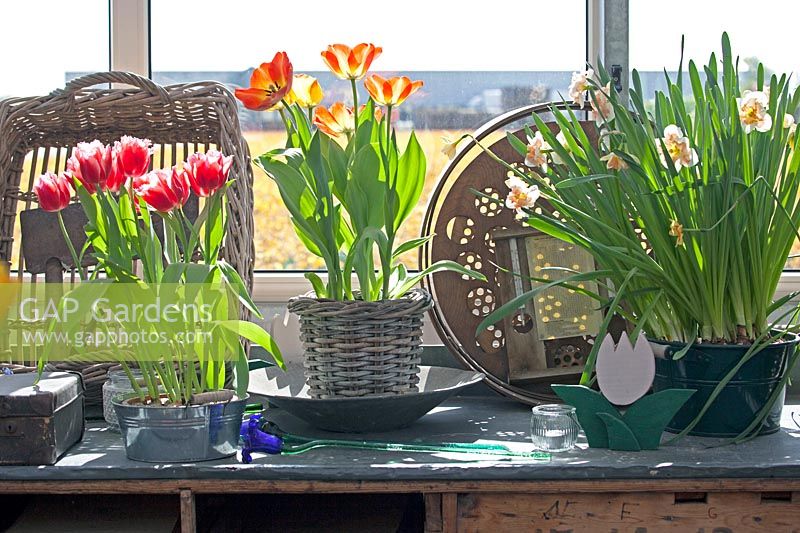Shelf of flowering bulbs and accessories. De Tulperij: Dutch nursery of Daan and Anja Jansze at Voorhout, Holland.