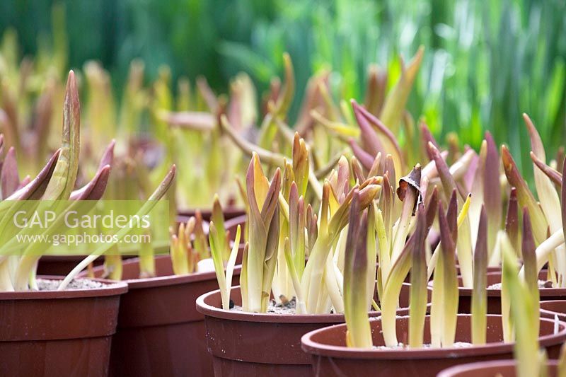 Row of emerging bulbs in containers. De Tulperij: Dutch nursery of Daan and Anja Jansze at Voorhout, Holland.