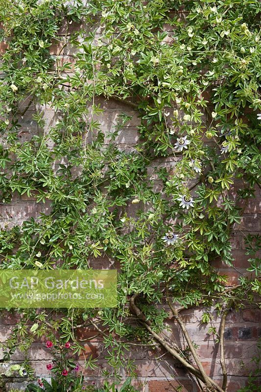 Passiflora caerulea trained on wires on a garden brick wall. 