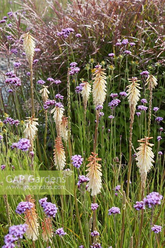 Kniphofia 'Toffee Nosed' and Verbena bonariensis with Miscanthus sinensis 'Ferner Osten' behind