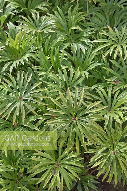 Syneilesis aconitifolia - Shredded Umbrella Plant 