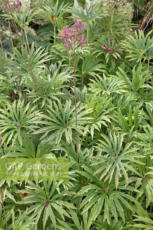 Syneilesis aconitifolia with dried flower heads - Shredded Umbrella Plant